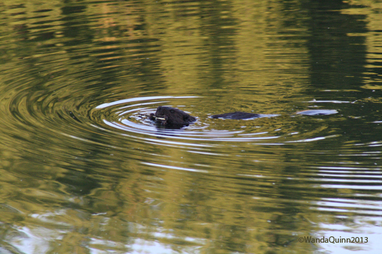 image of beaver in water, chewing on stick