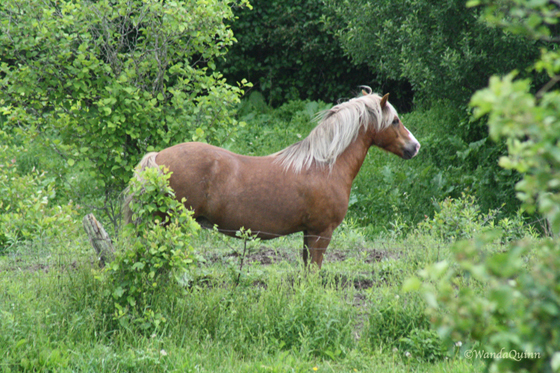 Dale - waiting for his buddies