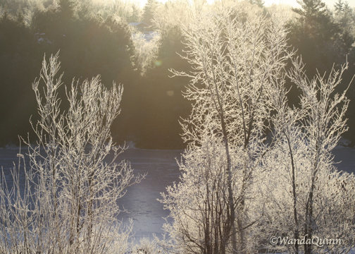 image of frosty looking trees
