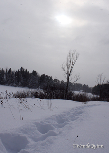 image of walking tracks in snow