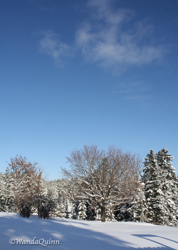 image of clear blue sky, small cloud and snowy trees