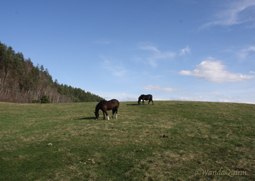 img9522_horsesgrazing