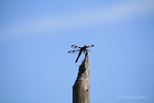 IMG_0853_dragonfly