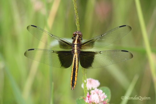 IMG_4152_dragonfly