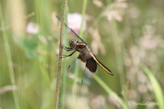 IMG_4182_dragonfly
