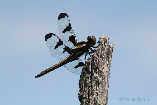 IMG_4543_dragonfly