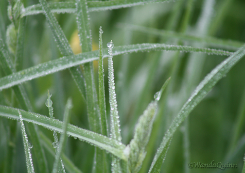 img9628_grass