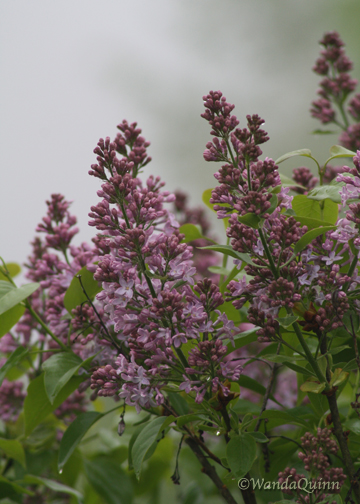 img9670_lilacs
