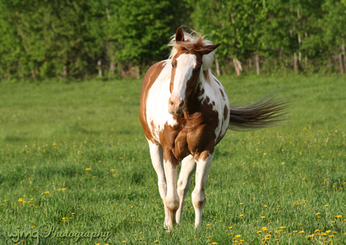 img0013_whitefeather