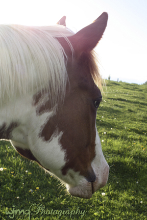 img0014_whitefeather