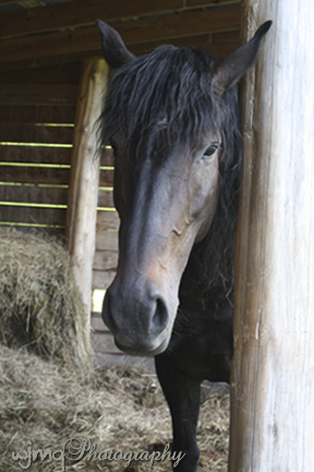 This is beautiful Dawn - the day before she had her foal.