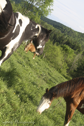 img9820_blackfeather_cruise