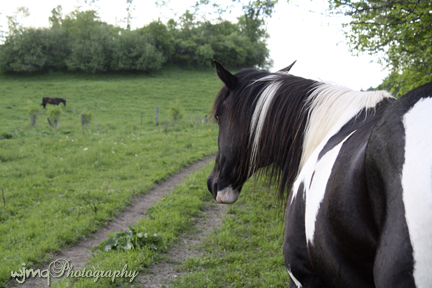 img9896_blackfeather