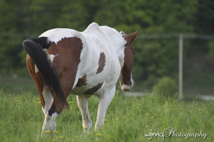 IMG9947_kali_walkingaway