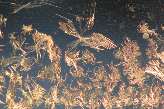 Frost_Faerie_IMG_1536