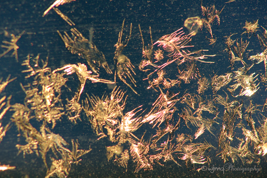 Frost_Faerie_IMG_1550