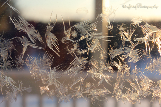 Frost_Faerie_IMG_1562