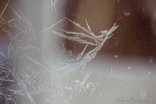 FrostFaerie_IMG_1219