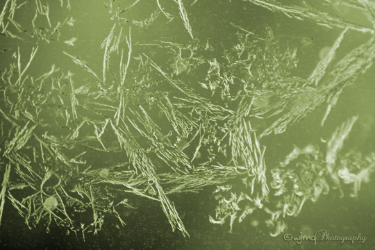 FrostFaerie_IMG_1254