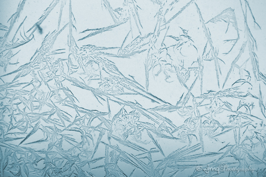 FrostFaerie_IMG_1263