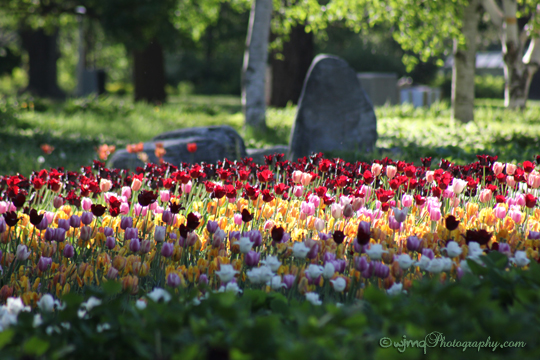 tulip_IMG_2401