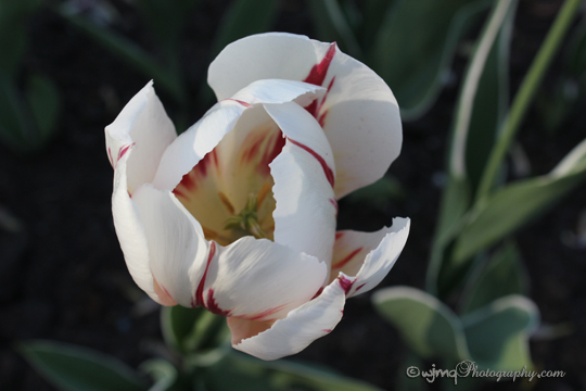 tulip_IMG_2513