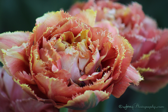tulip_IMG_2544
