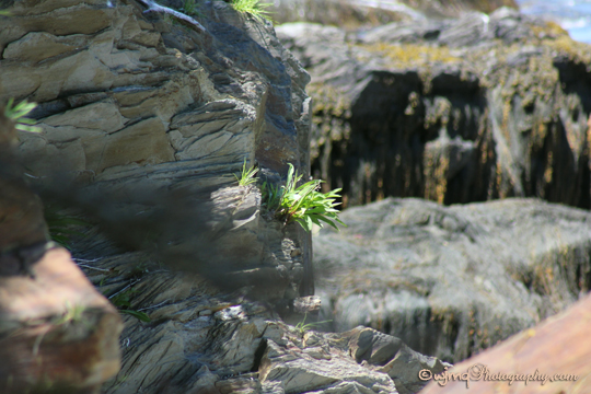 rockface_greengrowth_IMG_3016