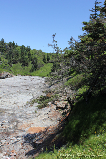 smugglerscove_tree_rock_IMG_2953