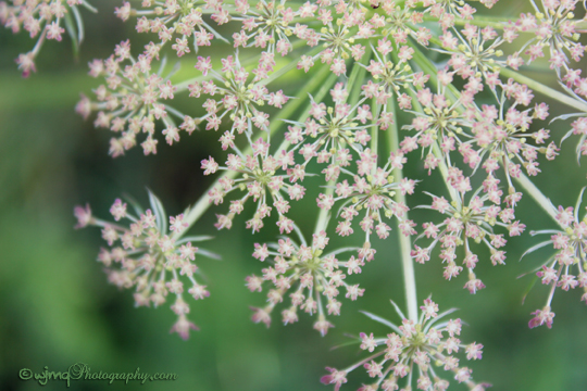 Gatineau, QC ©WandaQuinn
