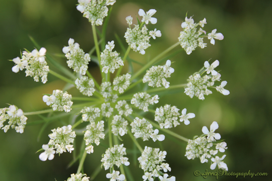 Gatineau, QC ©WandaQuinn