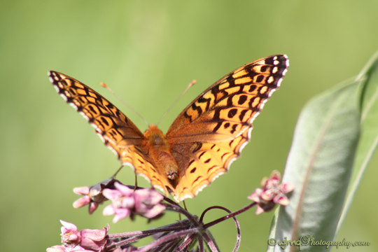 photo of a great spangled fritillary butterfly