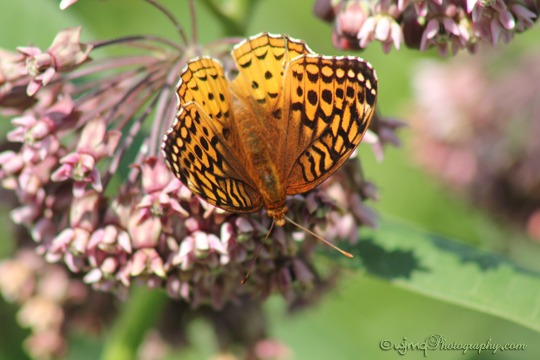 photo of a great spangled fritillary butterfly