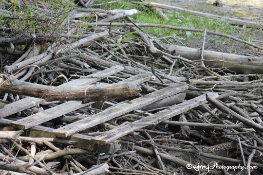 beaverdampalletIMG_4283