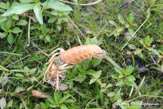 crayfish_IMG_4232