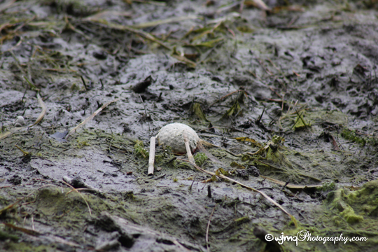golf ball IMG_4495lr