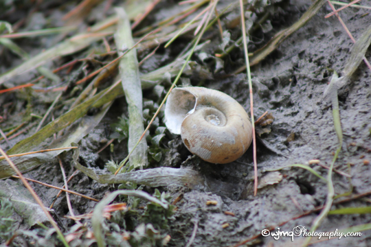 snail_IMG_4332