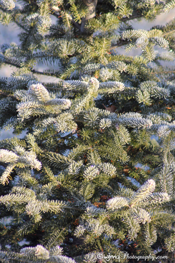 frosty_sprucetree_IMG_6946