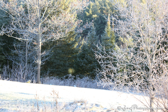 strange light_IMG_6977