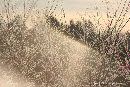 strange_fog_IMG_6943