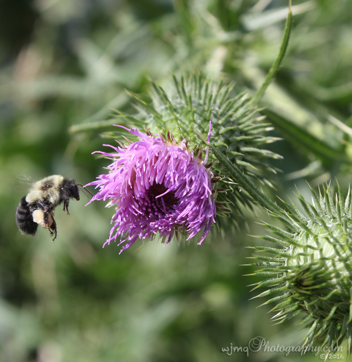 bee_thistle_IMG_1230
